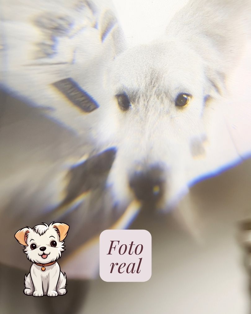 Collar Mascota Micro Grabado con Proyección